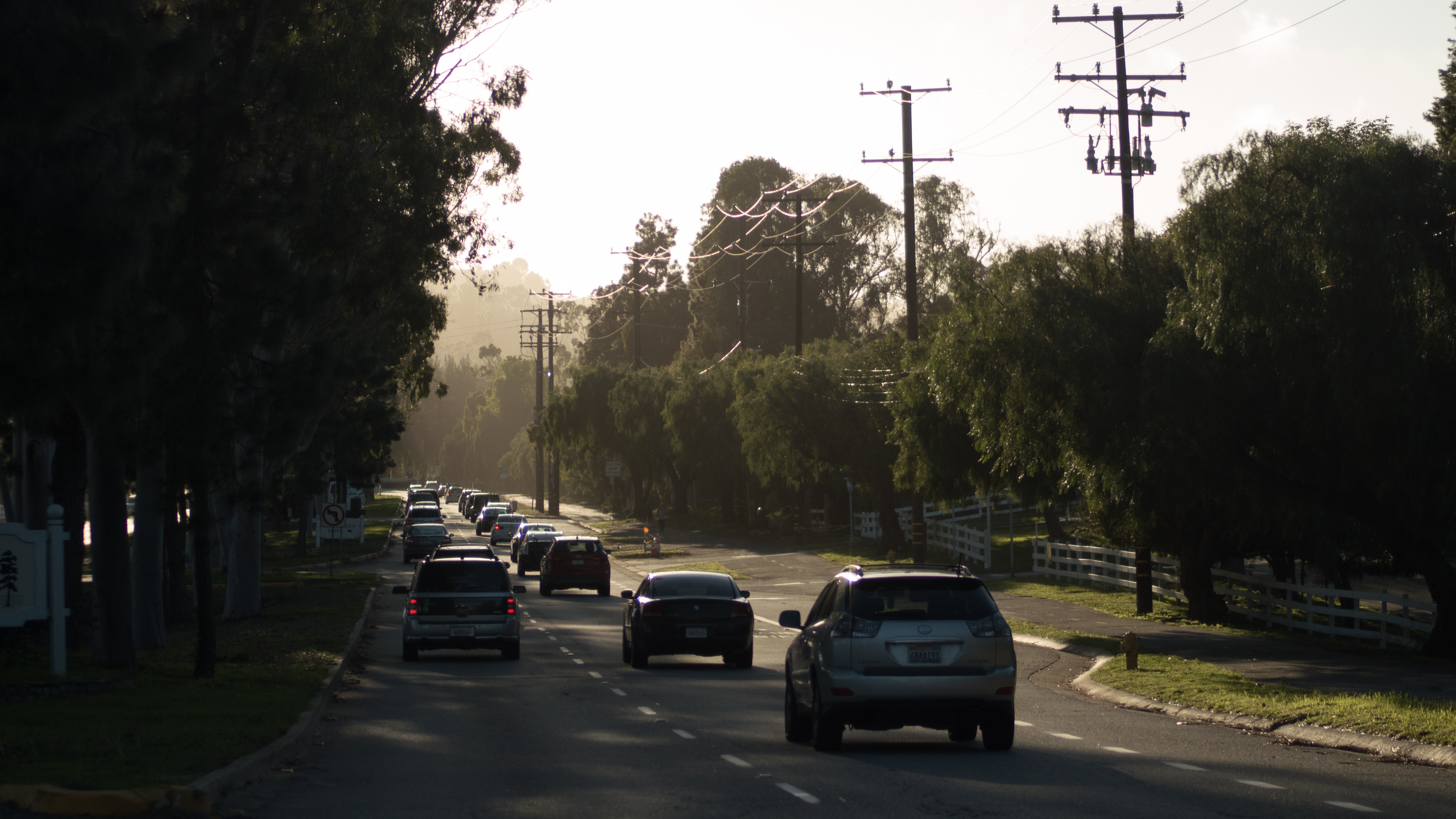一如黄昏色的余晖抹散冬日 猫年